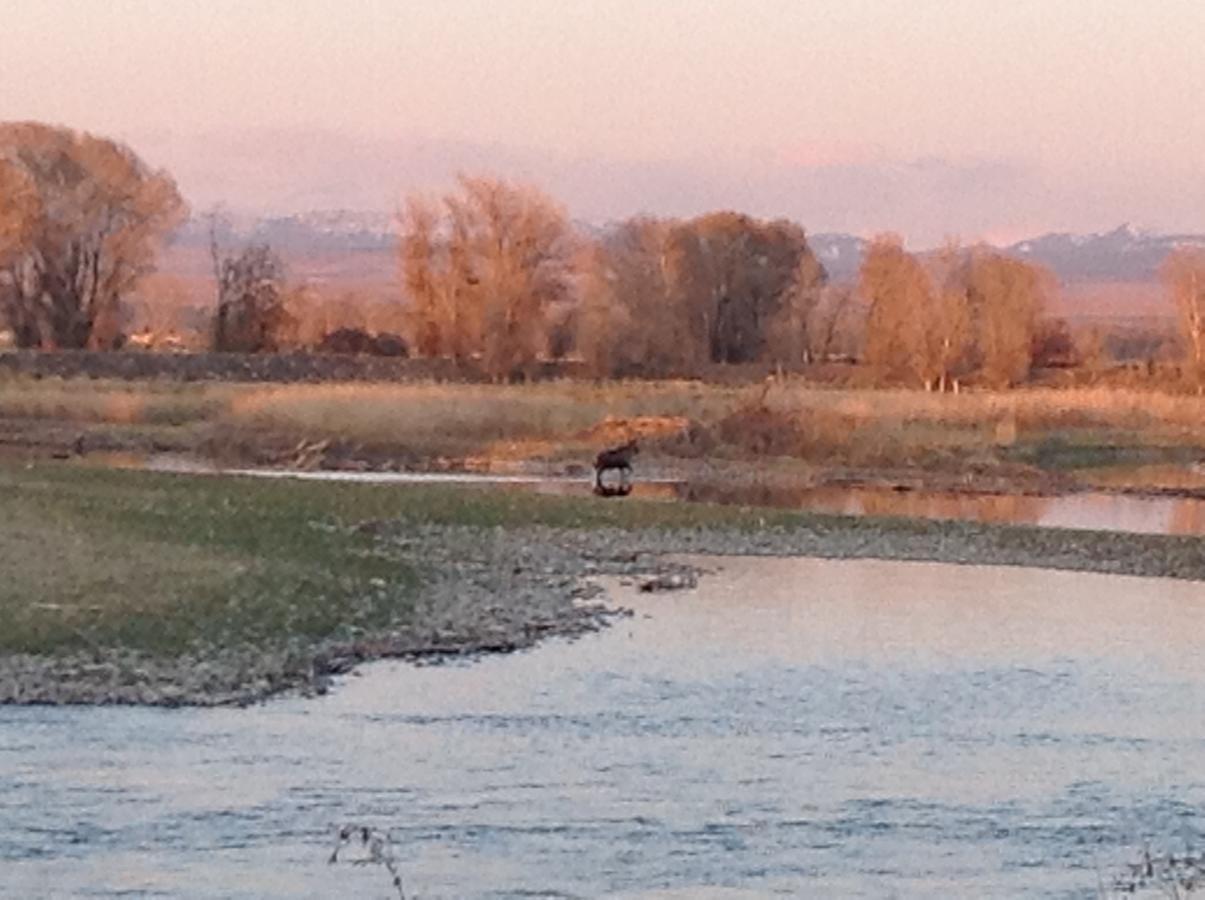 Blue Heron Inn Bed And Breakfast Rexburg Buitenkant foto